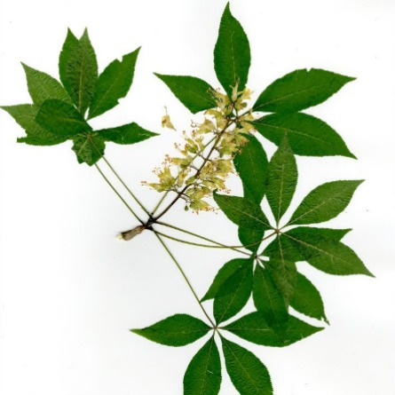 Japanese knotweed, invasive plant in the Arboretum