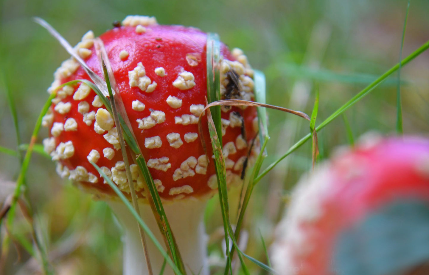 Close up image of psychedelic mushroom