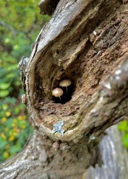 Mushrooms in tree in Native Plant Collection