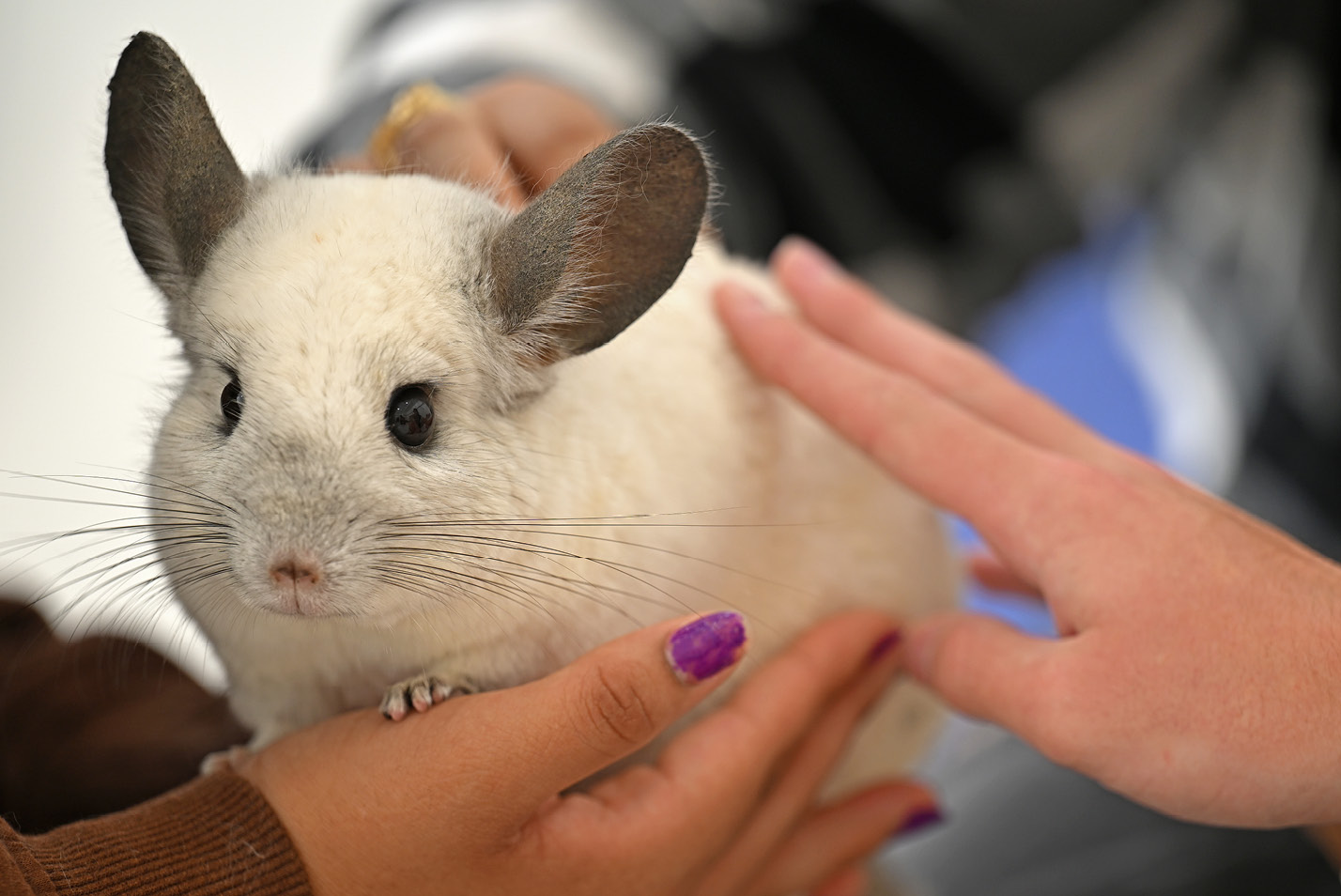 pet therapy animal