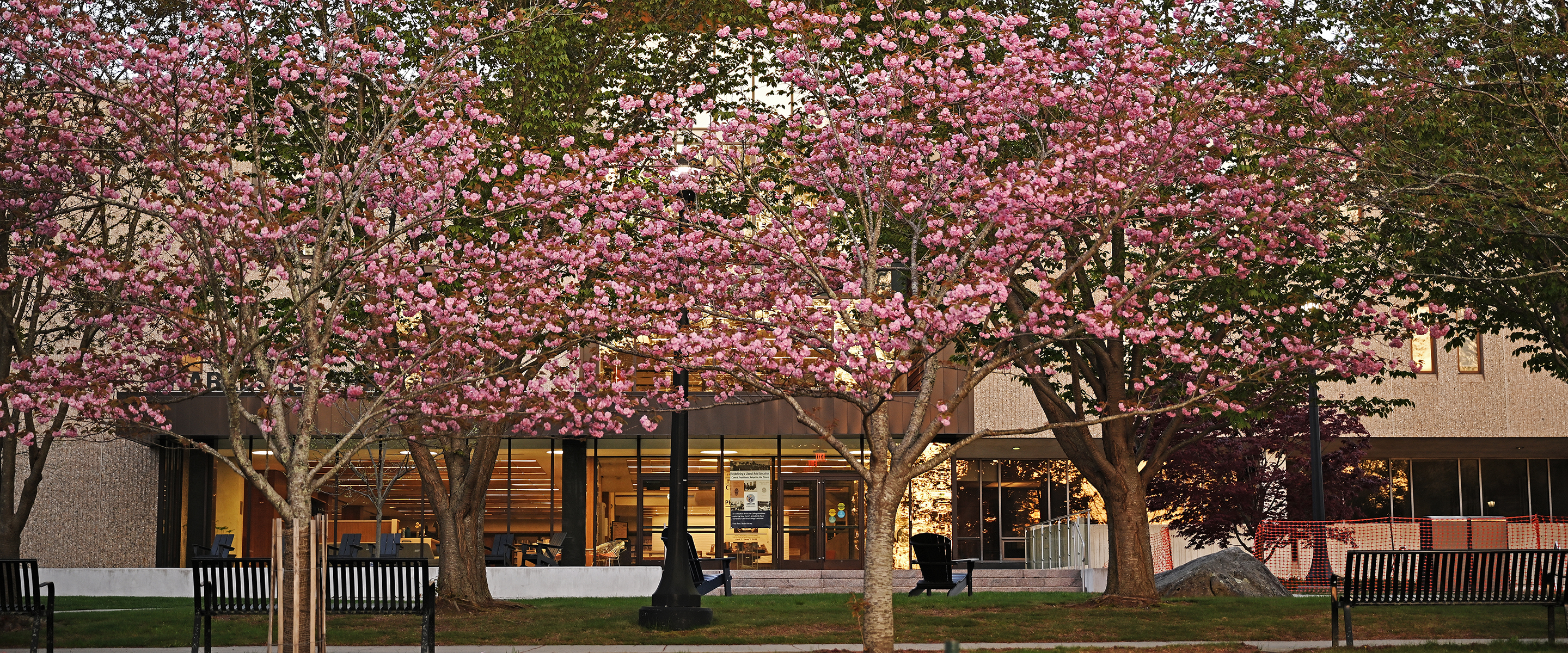 Bright pink cherry blossoms bloom on a college campus.