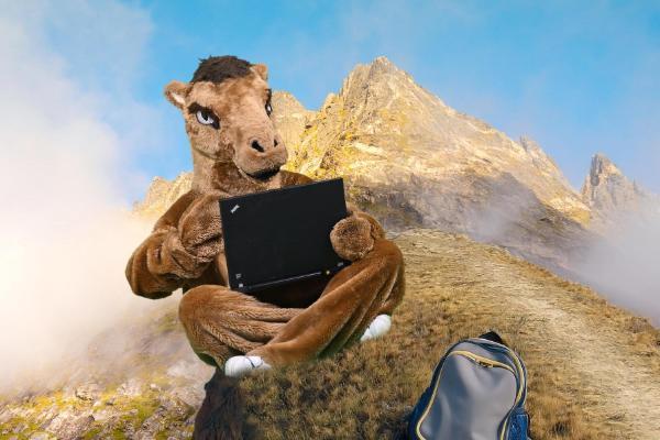 Camel studying on a mountain